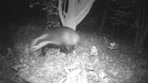 badger sniffing camera