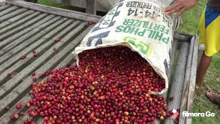 SORTING COFFEE CHERRIES. Red Only