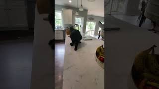 The cheese tax 🧀 #cute #cat #funny #cheese #shorts