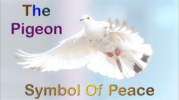 The Pigeon Symbol Of Peace | Kabooter Intro #shorts | The Dove Intro #short | The Truth HA
