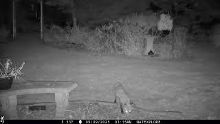 Bunny munches grass fox eats apple #trailcamera #trailcam #wildlife #wildanimals #fox #foxes #bunny