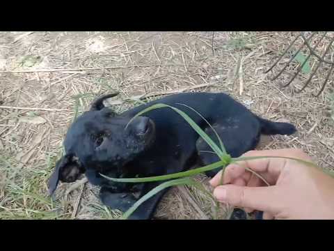 Ubat Penyembuh Segalah Penyakit Anjing & Kucing Kesayangan