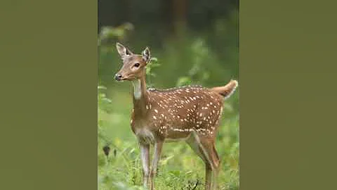 spotted deer alarm call l #india #tiger #shorts