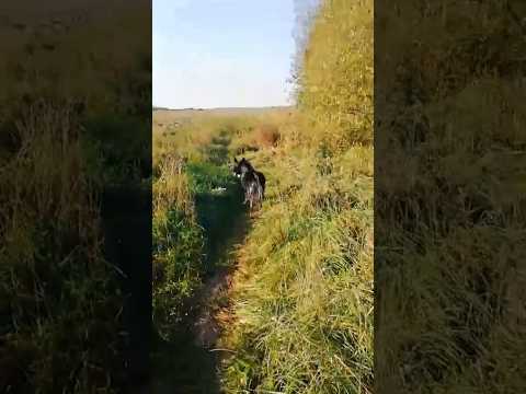 Привет из дома от Эсми