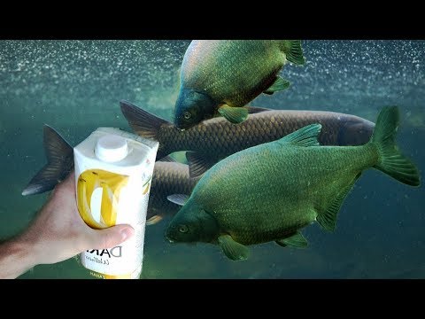 Прикормка из БАНАНА! Раз - два и РЫБЫ ТЬМА! Реакция рыбы на банан, подводная съемка