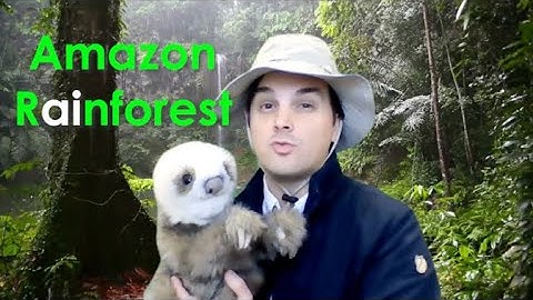 First Grade Wonders Unit 4 Week 1 - long a, ay, ai in the rainforest