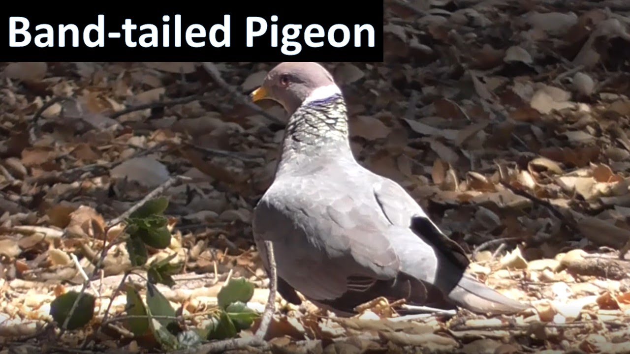 Band-tailed Pigeon - Backyard Bird Shop