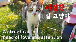 A stray cat longing for attention and love from people by 펜션 고양이랑 6,147 views 2 years ago 3 minutes, 19 seconds