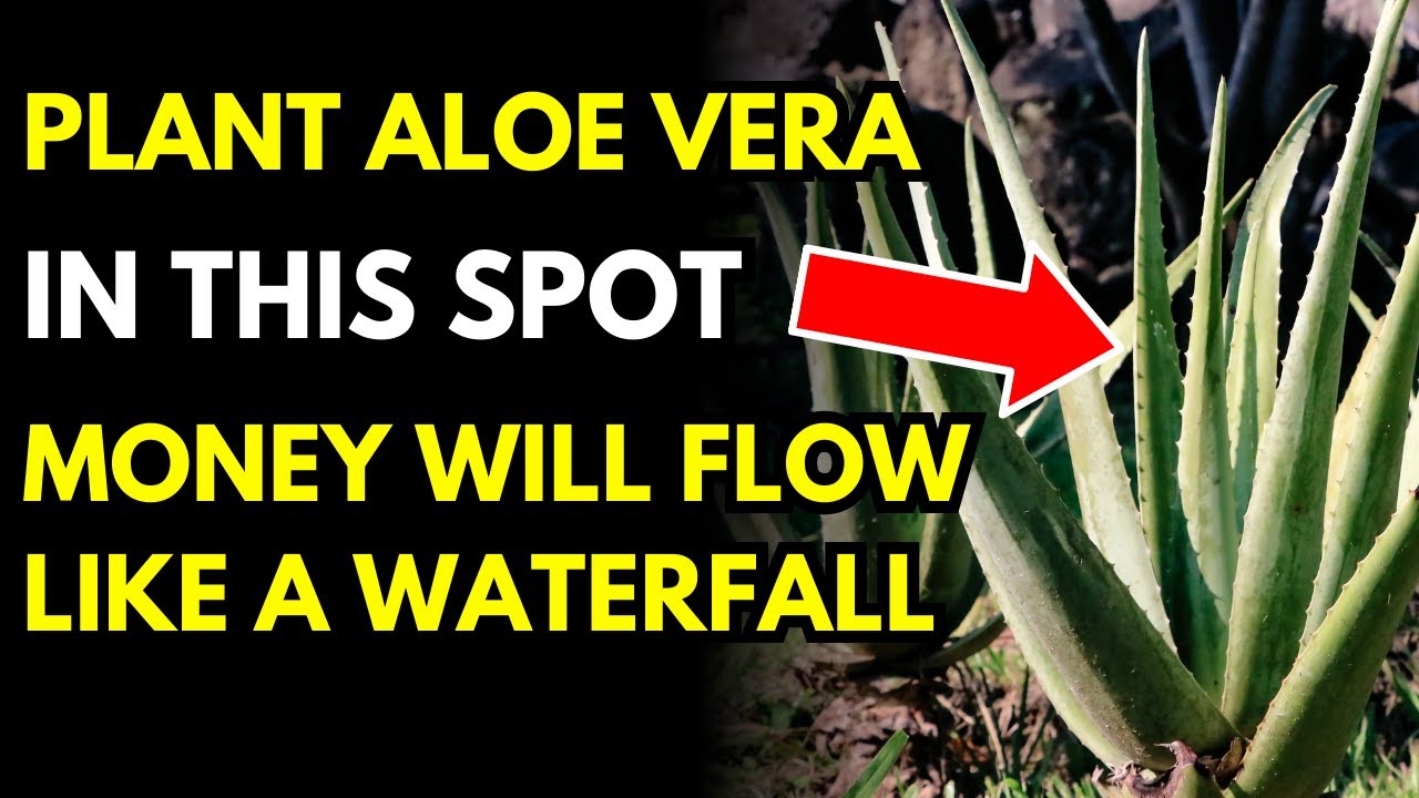 Where Should Homeowners Plant Aloe Vera To Attract Wealth, With Money Flowing Like A Waterfall?