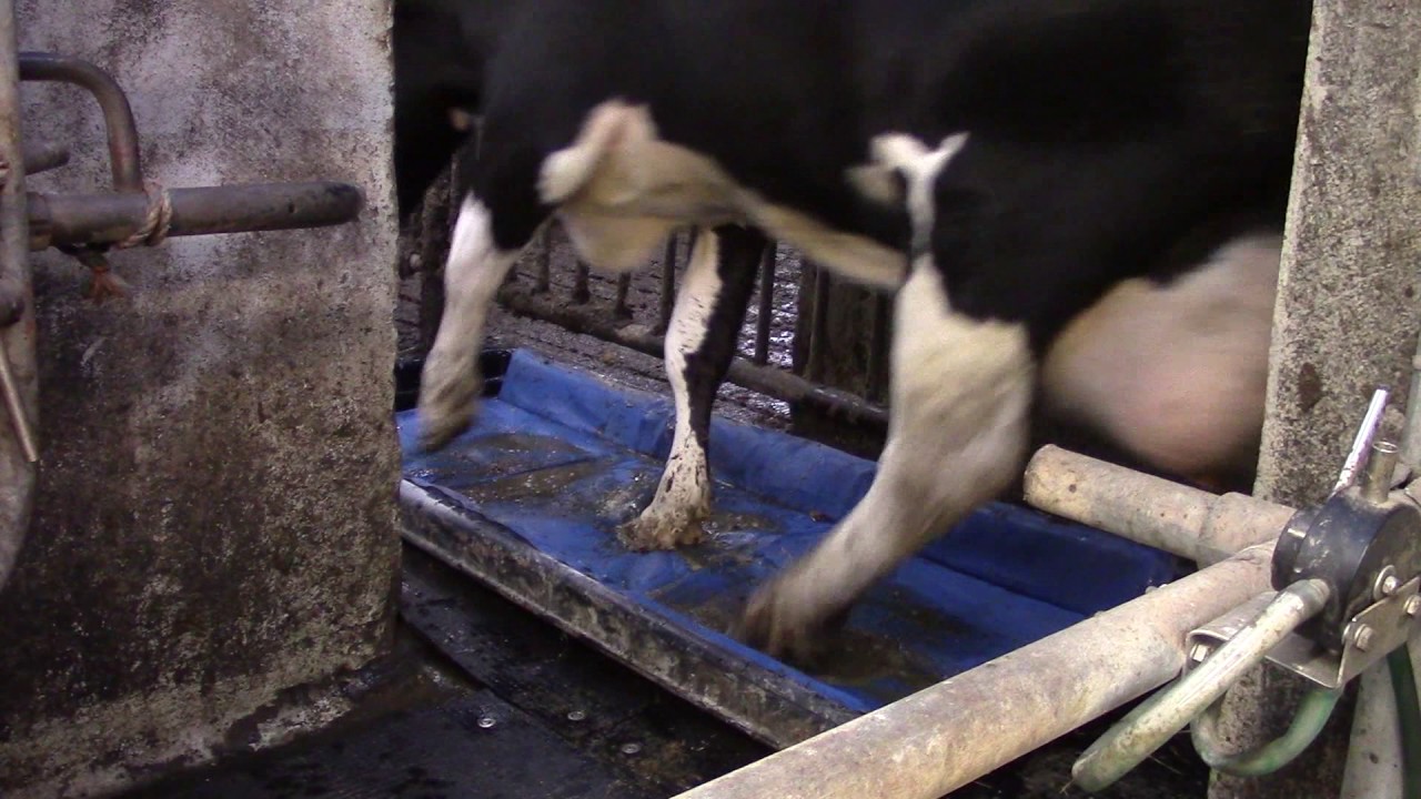 Stalosan Hoof klovmåtte bad