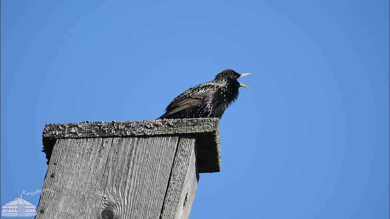 настоящую песню скворца надо слушать