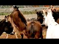 Two Donkeys Meet For The First Time Heart Touching Farm Life 