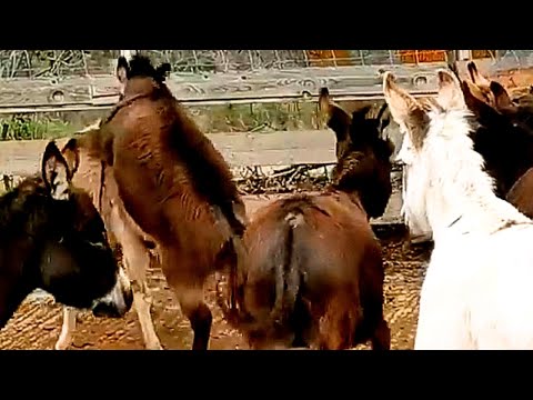 Two Donkeys Meet For The First Time Heart Touching Farm Life