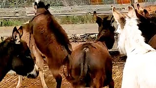 Two Donkeys Meet For The First Time Heart-Touching Farm Life