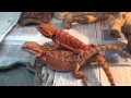 Bearded Dragon Breeding Red Project #1