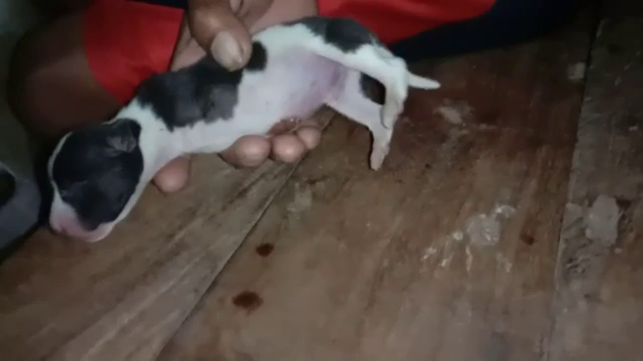 Anak anjing berkaki 2, Desa Lemanu, Kec. Solor Selatan - YouTube
