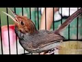 Suara Cinenen Klawu Gacor Untuk Pikat Pancingan Prenjak Kepala Merah Bahan Agar Cepat Bunyi Ngalun Mp3 - Mp4 Download