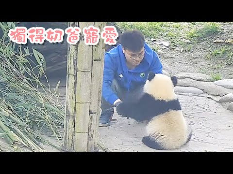 《熊貓早晚安》獨得奶爸寵愛的小糰子 | iPanda熊貓頻道