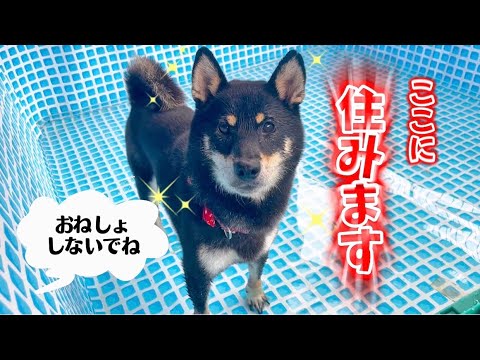 過去一犬生変わった黒柴はこちら - YouTube
