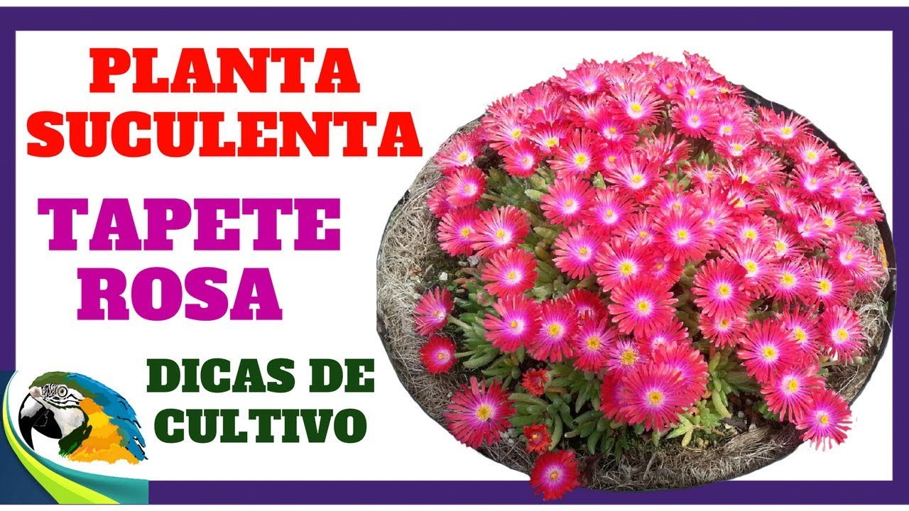 Delosperma cooperi, tapete rosa, planta de gelo, plantas suculentas, substr...