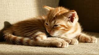 Billu Resting Quietly