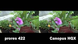 Confronto Prores 422 E Canopus Hqx