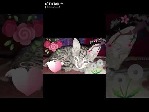 زمان وانا صغير كنت بحلم ابقي كبير بسبوسه وهي بتحلم تبقي كبيرة 