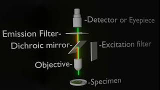 Fluorescence microscopy