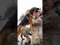 A dog who never stopped waiting for their soldier 🐶💙 #Foryoupage #Soldiers #Pet #homecoming
