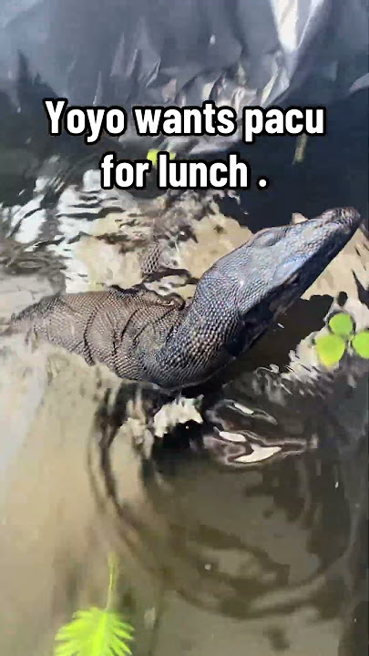 #explore #reptiles #funnyanimal #yox2 #turtle