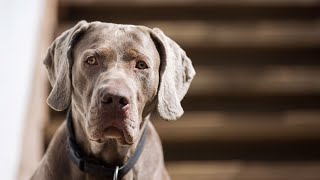 Can Weimaraners be aggressive towards strangers?