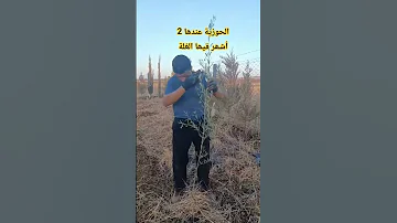 الحوزية عندھا 2أشھر فيھا غلة غزيرة اكسبلور زراعت دويتو Personalpics تيك توك في نباتي 