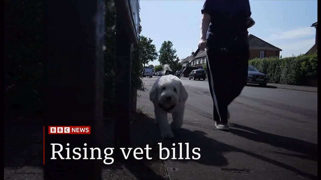 More pets being put down due to rising vet bills as corporate buyout of practices increase (UK)