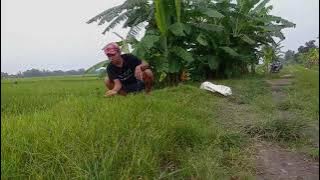 STORY WA 30 DETIK || Sambate wong ngarit suket/rumput.