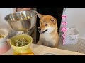 夏バテ気味の愛犬に手作りご飯を作ったら元気を取り戻した柴犬