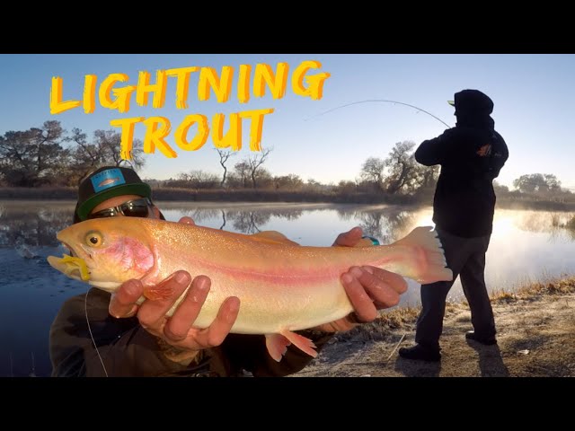 LIGHTNING TROUT - Chasing Stocked Exotic SoCal Trout 