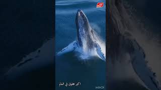 اكبر مخلوق في العالم | الحوت الازرق