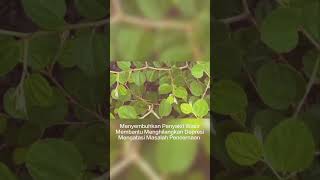 Download Lagu Manfaat Daun Bidara #bidara #bidaraarab #daunbidara #buah #sayur #sehat MP3