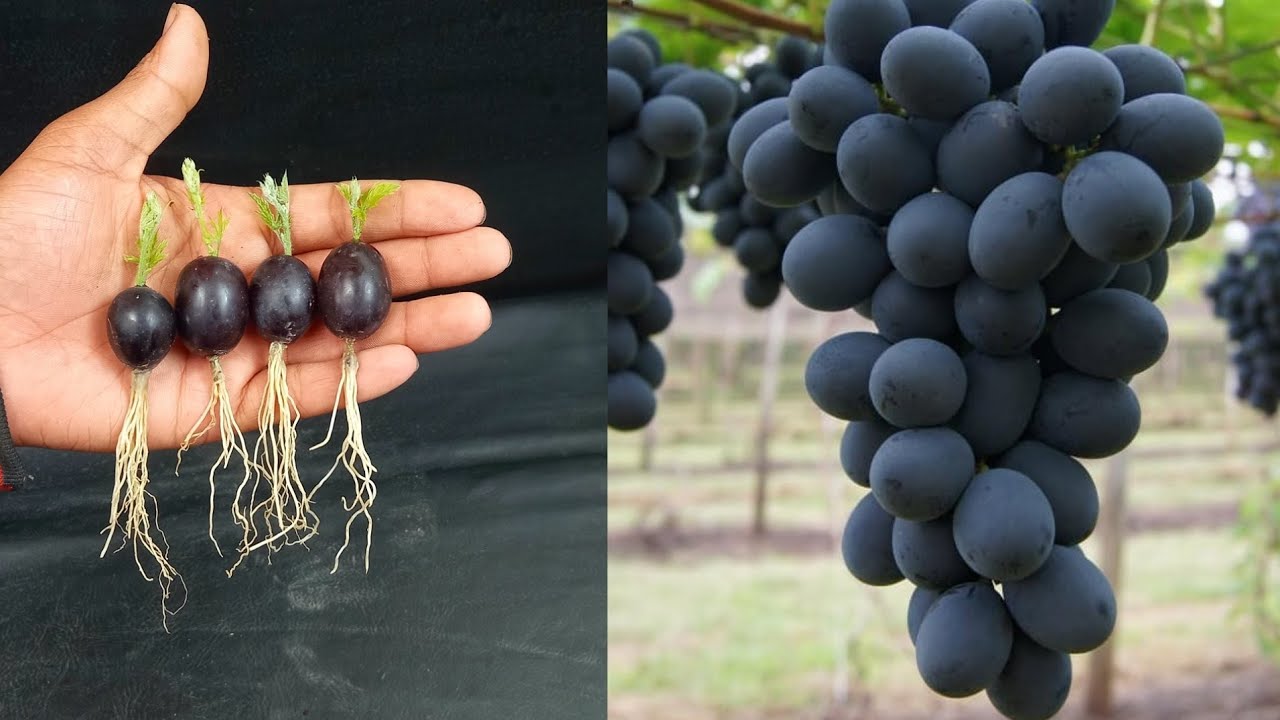 Geape Training Methods simple method to propagate geape tree with water 100 % success - YouTube