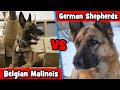 Bergers allemands contre malinois belges  quelle race de chien est la meilleure   propritaire de chien