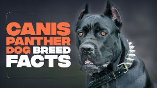 Canis Panther DOG : Everything YOU Need to Know screenshot 2