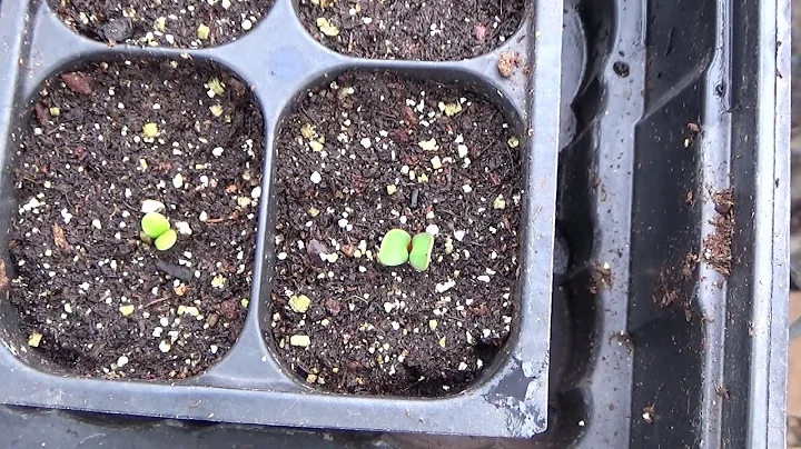 Cultiver des échinacées éblouissantes dans votre jardin