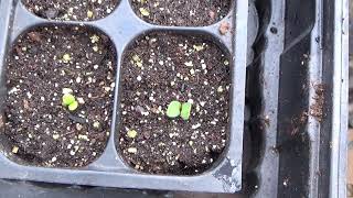 How To Start Echinacea From Seed, How To Start Coneflowers From Seed