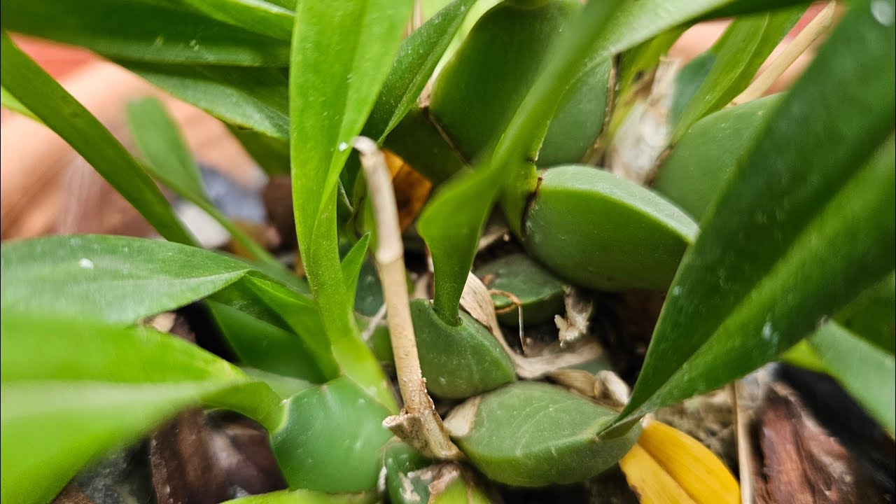 APRENDA  E TERÁ UM BULBO ATRÁS  DO OUTRO ! #orquídeaalegria#orquídeas #bulbos