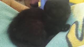 Black Panther kitty purring