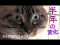【Jean 0065】野良猫から家猫へジャンくん６ヶ月の変化　初めはシャーと猫パンチだったけど？