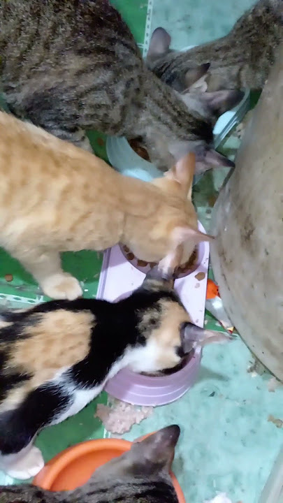 Download lagu they love there foods 🐱🐱🐱