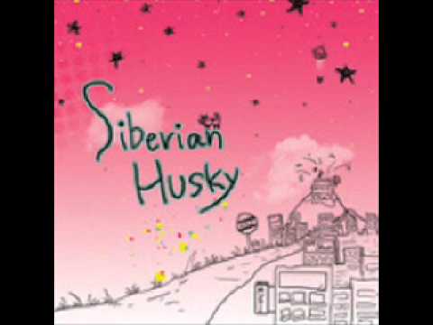 (+) 오늘따라 - Siberian Husky