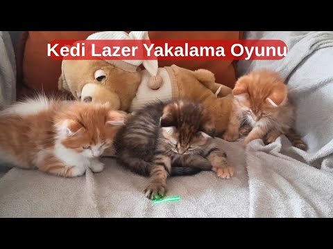 Kedi lazer oyunu / Kedi lazer videosu - Kediler için lazer ışık yakalama oyunu - Kedi oyunları