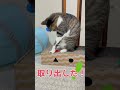 遊び方を間違っている？ #ショート #cat #きじ白のれな #かわいい猫 #きじねこ #ねこ動画 #猫 #猫のいる暮らし #猫のいる暮らし #ショートで応援